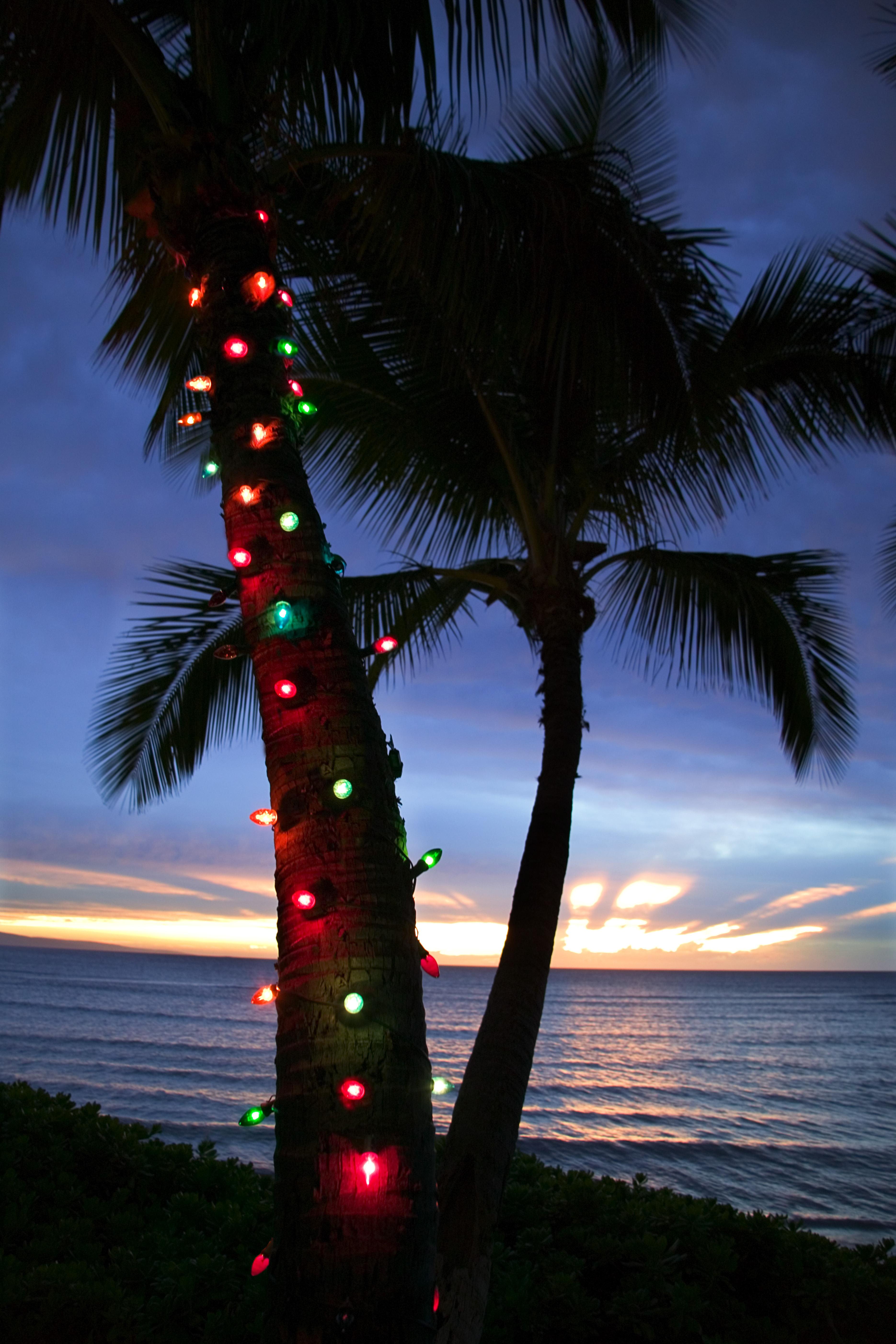 Christmas lights on a palm tree at sunset on the beach. 