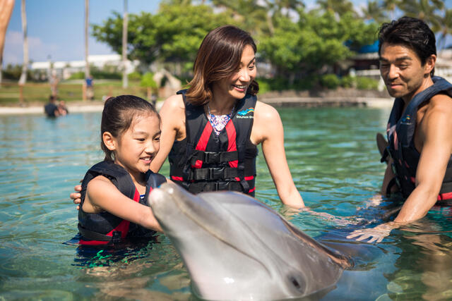 Family of three swimming with dolphins while on staying at a Hilton Grand Vacations Hawaii resort.