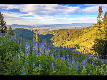 Close up of summer wild flowers on a mountain biking trail in Park City, Utah. 