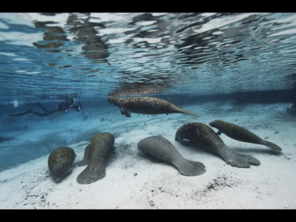 Underwater shot of manatees in Florida. 