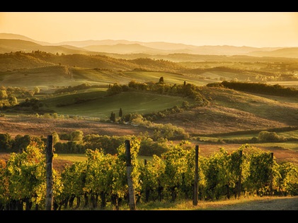 Vineyards glowing with autumn sunset hues. 