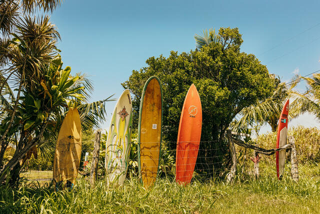 Picture of group of surf boards standing alongside road, Maui, Hawaii. 