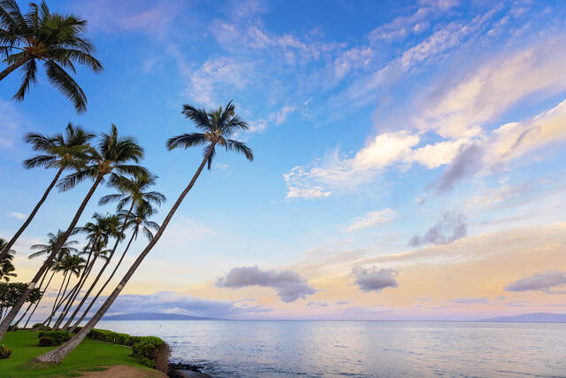 Palm trees swaying against bright blue sky, Maui, Hawaii.