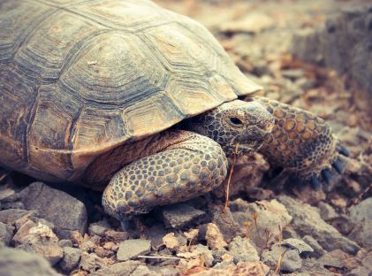 A desert tortoise